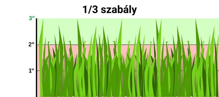 Fűnyírás 1/3-os szabály illusztráció: egyszerre csak a fű magasságának egyharmadát szabad levágni.