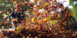 Lombgyűjtés cégeknek Zalaegerszegen